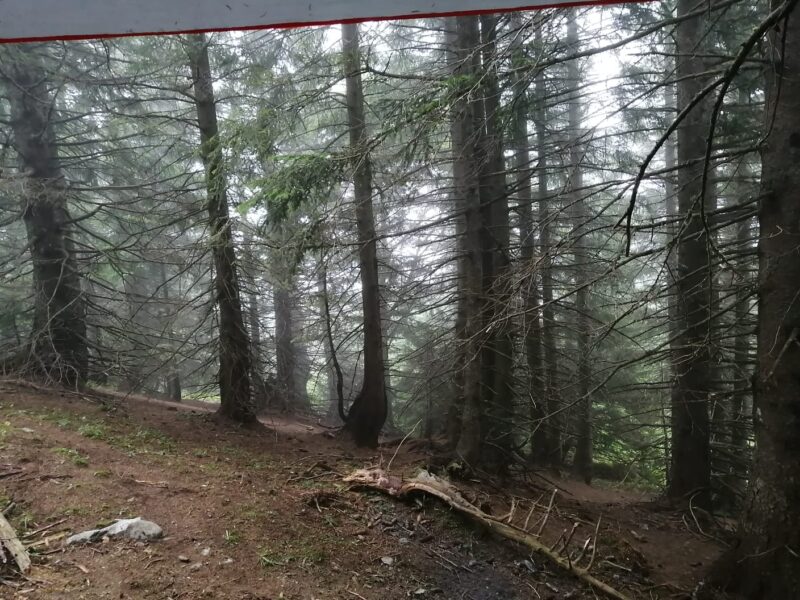 "Vis ma vie de bûcheron" : la gestion forestière accessible au public. Forêt du Col des Ayes, en dessous de la Dent de Crolles, en Chartreuse © Sophie Eymard - Place Gre'net