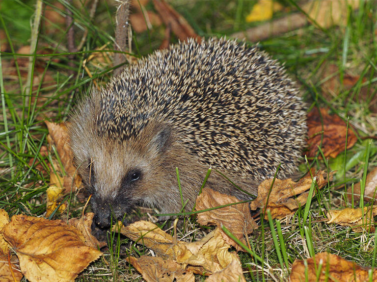 Hérisson d'Europe, aussi appelé "hérisson commun". © I, Jörg Hempel, CC BY-SA 2.0 DE, via Wikimedia Commons