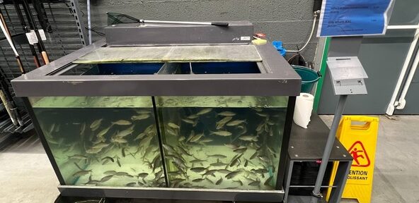 Une pétition contre la vente de poissons pour la pêche au vif dans trois magasins Decathlon de Grenoble