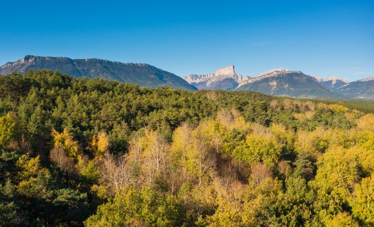 Les Nuits des forêts déploient une programmation culturelle autour de la "têtentairologie" les 7 et 8 juin à Clelles