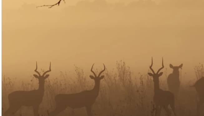 Gorongosa, le parc de la réconciliation © Bernadette Gilbertas, Olivier Grunewald