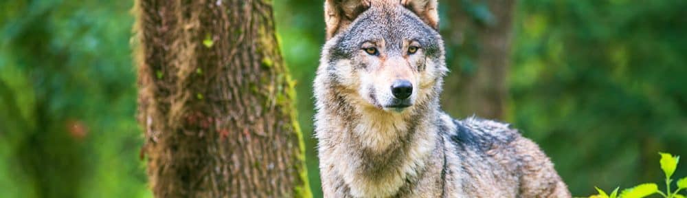 Loup © DR