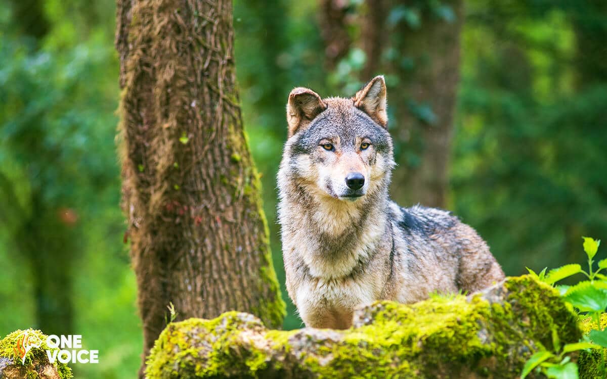 Une précédente attaque de loups avait déjà été particulièrement meurtrière dans le Vercors. DR