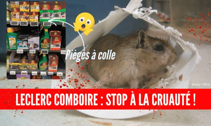 La PAZ explique que les pièges à colle sont cruels. © Peta