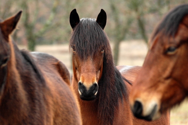 Cheval Vercors Barraquand © Association Nationale Cheval du Vercors de Barraquand