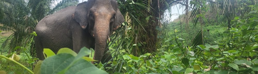 Eléphant de Sumatra © Robin Comito