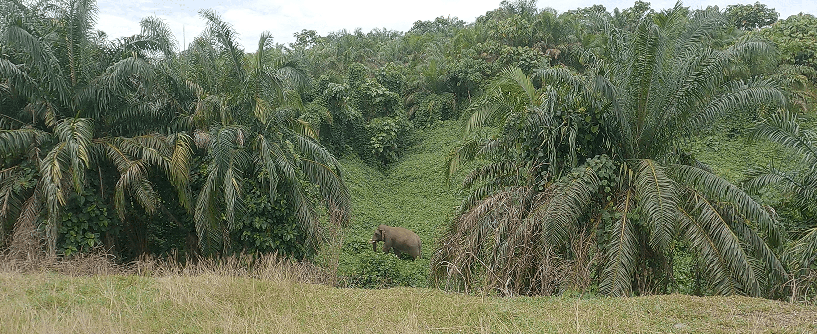 Le film De l'espoir pour les éléphants de Sumatra à voir à Grenoble. Eléphant de Sumatra © Robin Comito
