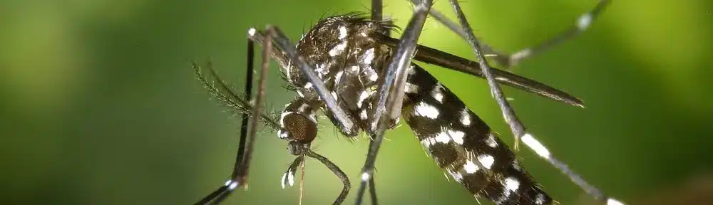 Une opération de démoustication prévue à Fontaine après l'identification d'un cas de dengue