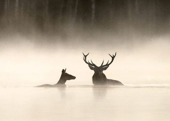 Affiche du film “Le chant des forêts” de Vincent Munier. © AlloCiné