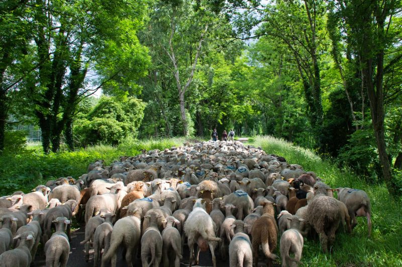 Transhumance urbaine : près de 550 brebis et agneaux vont traverser Grenoble pour rejoindre les alpages