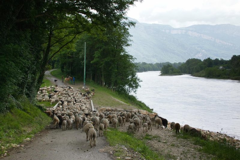 Transhumance urbaine : près de 550 brebis et agneaux vont traverser Grenoble pour rejoindre les alpages