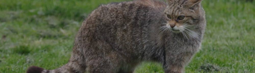 Un chasseur condamné à deux ans de suspension de permis de chasse après avoir tué un chat sauvage en Isère