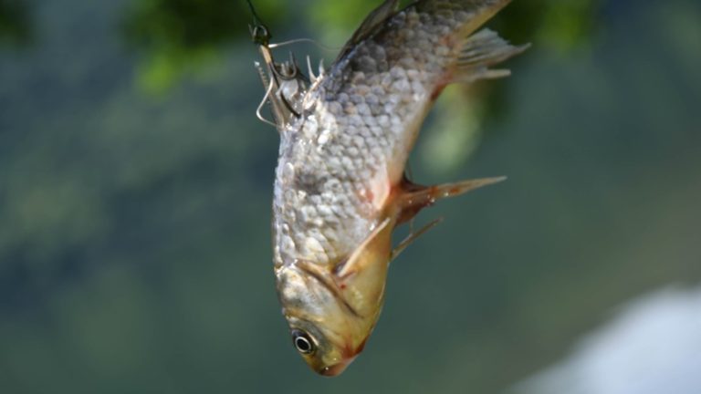 L'association Projet animaux Zoopolis (PAZ) affirme que l'enseigne Décathlon de Saint-Égrève continue de vendre des poissons vivants destinés à la pêche au vif. © Paz
