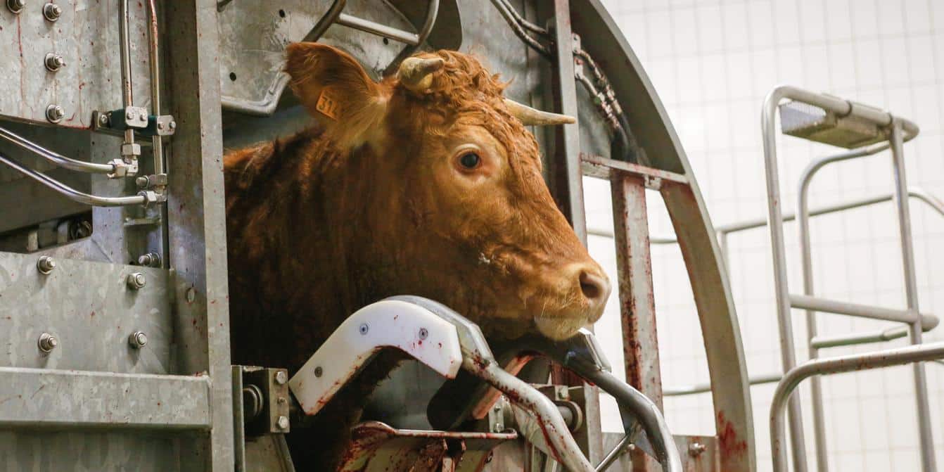 Opérations d'abattage de bovins à l'abattoir de Limoges, en 2016. Photographie d'illustration sans lien avec l'Abattoir de Grenoble. Source : L214 – CC BY 3.0.