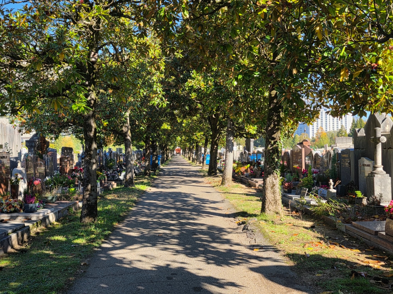 L'allée centrale du cimetière Saint-Roch. © Joël Kermabon - Place Gre'net