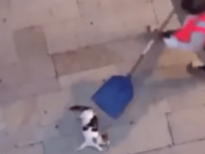 Un agent de Montélimar accusé de maltraitance animale jugé en appel à Grenoble mercredi 4 mai