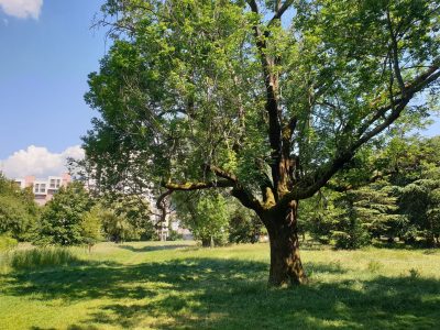 La Ville de Grenoble présente ses "stratégies" pour l'environnement... sans éviter l'ironie de son opposition