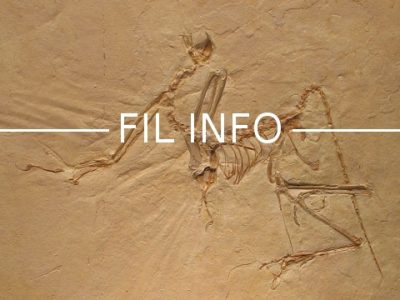 Archaeopteryx-Fil-Info