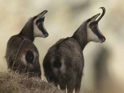 Chamois-Dominique-Robin-Couv