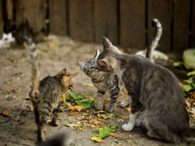 L'École du chat libre de Grenoble et agglomération en quête de bénévoles pour sa campagne de stérilisation