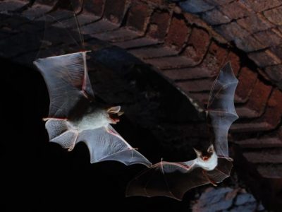 L'association Le Pic Vert célèbre la chauve-souris à Voiron le samedi 28 août