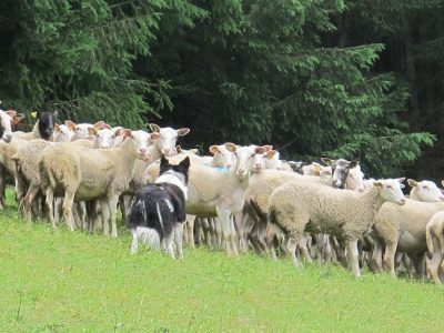Fièvre catarrhale ovine en Isère: le député Yannik Neuder tire la sonnette d'alarme