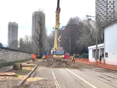 Arbres abattus rue Aimon-de-Chissé: Vivre à Grenoble envisage d'attaquer l'autorisation préfectorale