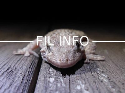 Fil Info Tarente de Mauretanie Remi Fonters - Copie