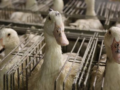 Grenoble annonce à l'association Peta avoir banni le foie gras des réceptions officielles et des cantines scolaires