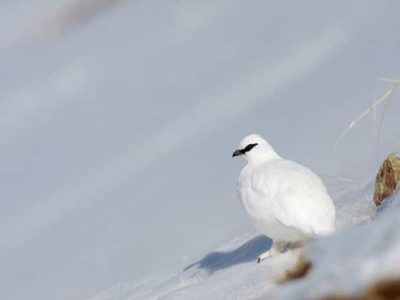 Le lagopède alpin, ou perdrix des neiges, officiellement inscrit dans la catégorie des espèces protégées