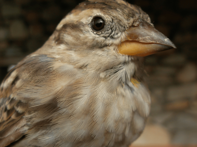 Cinq nouveaux nichoirs à moineaux soulcies ont été installé à Percy, les trois autres à Monestier-du-Percy. © Rémi Fonters