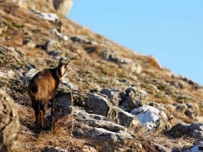 Parc naturel Chartreuse une © guillaume laget pnrc - Copie