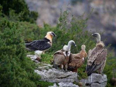 Le Parc naturel régional du Vercors fête le gypaète (et tous les autres vautours) dimanche 3 septembre