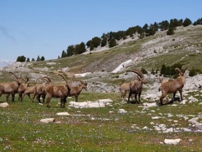 Contrarié par le Covid, l'anniversaire des 50 ans du Parc naturel du Vercors s'étend jusqu'en 2021