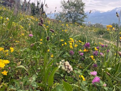 Le CEA, le CNRS et le Synchrotron de Grenoble travaillent à prévenir la floraison précoce des plantes