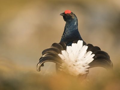 Le Parc naturel du Vercors appelle ses visiteurs à respecter la tranquillité des tétras lyre durant la période hivernale
