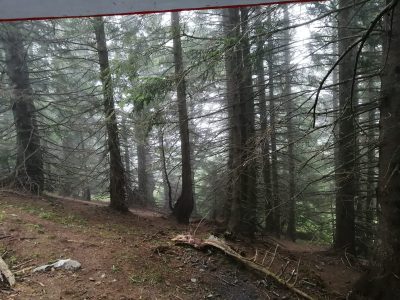 Plusieurs secteurs boisés de la Métropole interdits d'accès face au risque sévère de feux de forêt