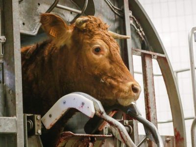 Opérations d'abattage de bovins à l'abattoir de Limoges, en 2016. Photographie d'illustration sans lien avec l'Abattoir de Grenoble. Source : L214 – CC BY 3.0.