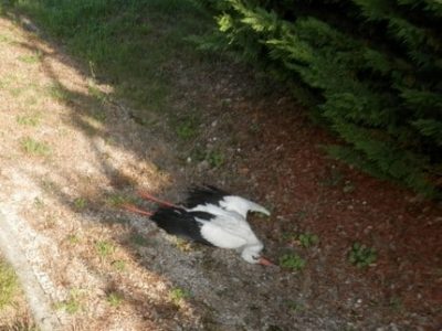 cigognes electrocutees Une