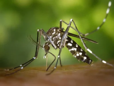 Une opération de démoustication prévue à Fontaine après l'identification d'un cas de dengue
