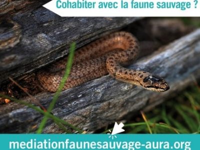 mediation-faune-sauvage-couv