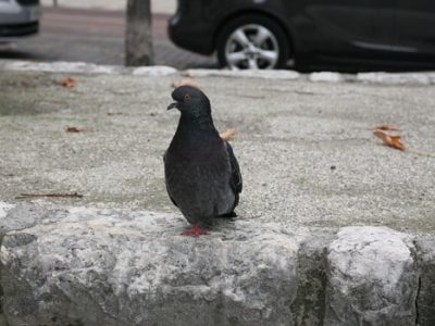 pigeons-une-1